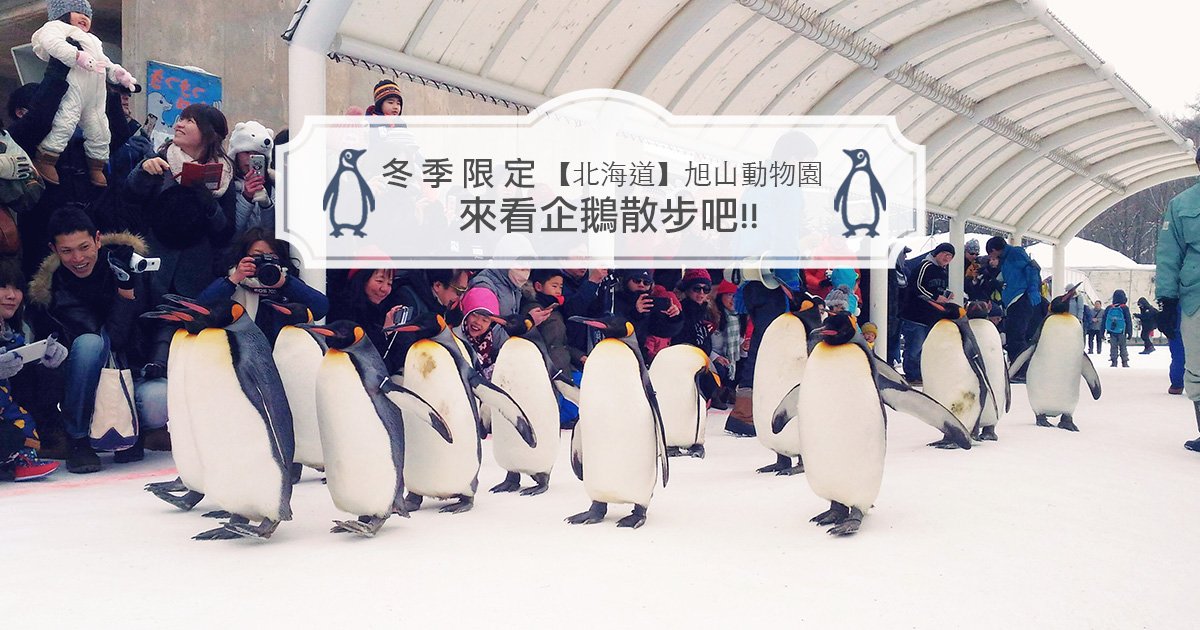 【北海道旭川】來看企鵝散步吧!! 旭山動物園冬季限定